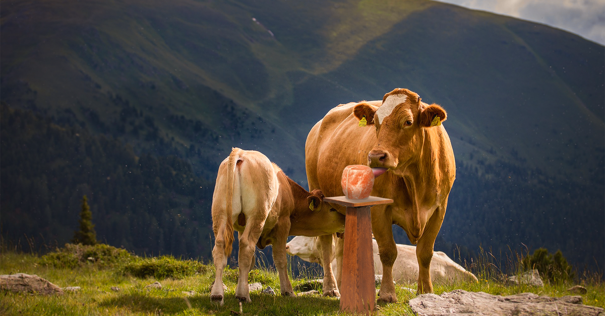 What Benefits Can Salt Blocks for Cows Offer?