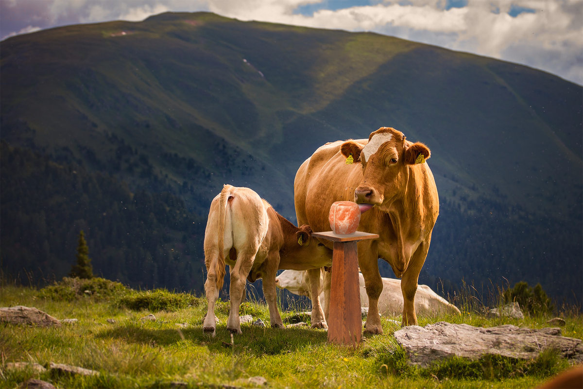 Salt Blocks Farm Benefits of Salt blocks for Cows Mineral Blocks – Pink Salt Wall