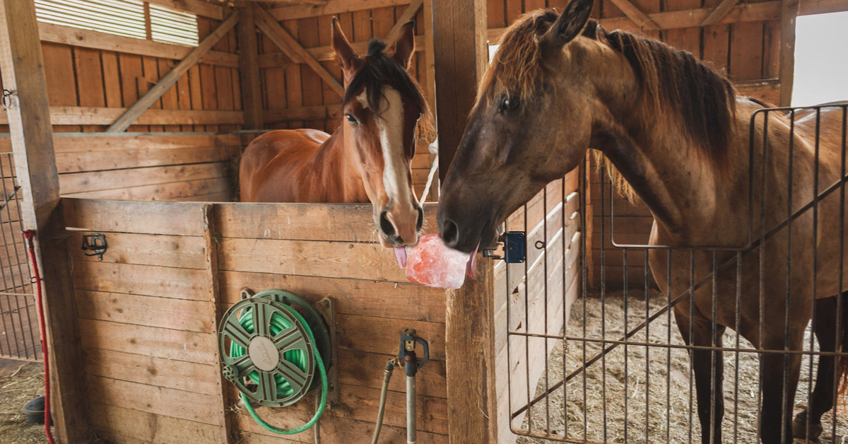Do animals need Salt Licks for Health, or do they just like the taste of them?