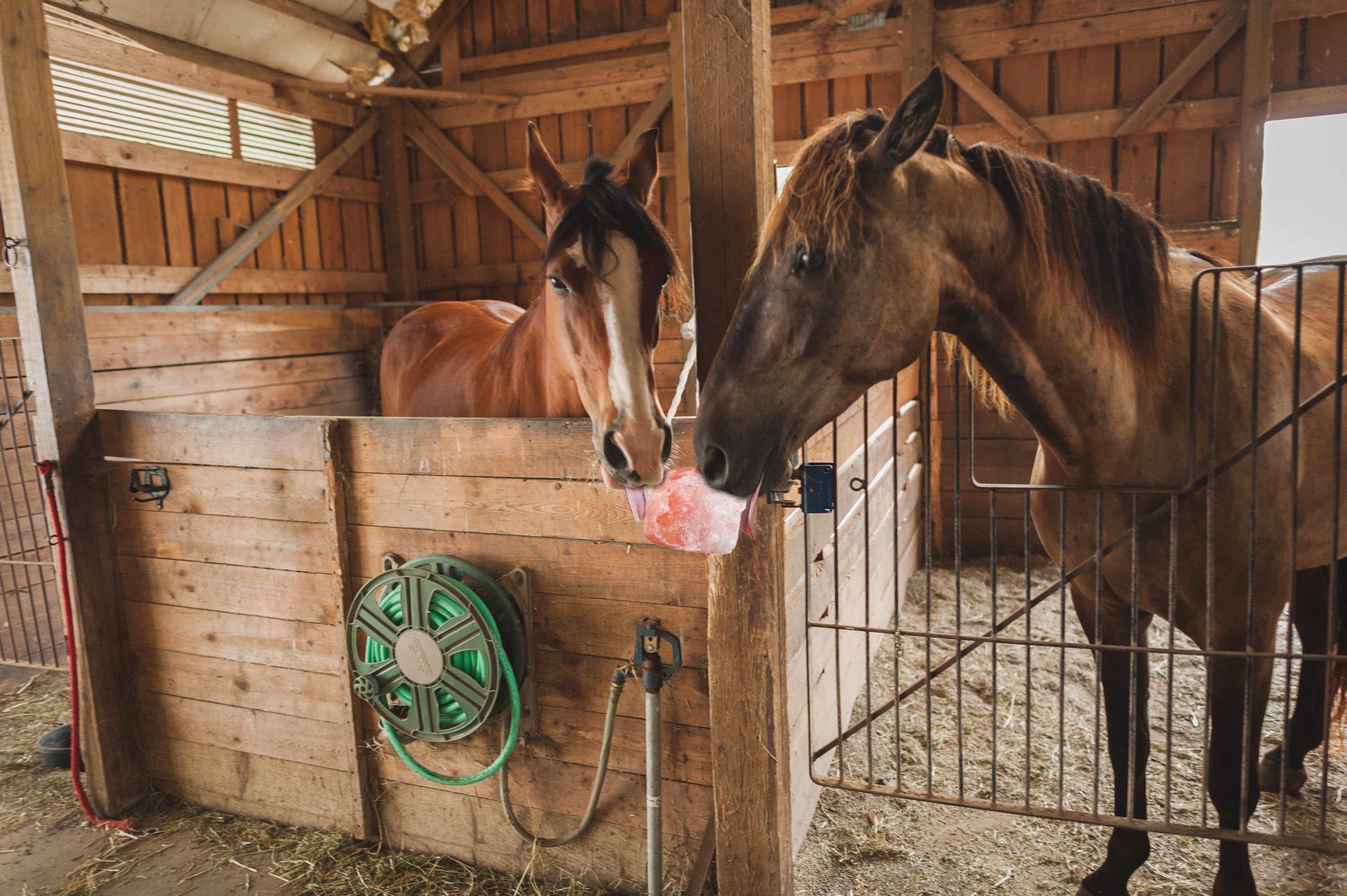 Licking Salt is a Favourite Among Animals, Especially Livestock Pink