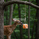 salt lick for deer