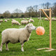 salt lick for goats