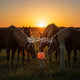 salt lick for horses